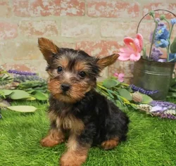 Female Silky Terrier puppy named Violet for sale at Waggles Charlotte.