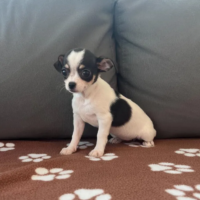 Female Chihuahua Puppy for Sale in Charlotte, NC