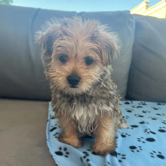 Male Morkie Puppy for Sale in Charlotte, NC