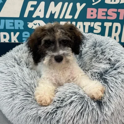 Male Mini Sheepadoodle 2Nd Gen puppy named River for sale at Waggles Charlotte.