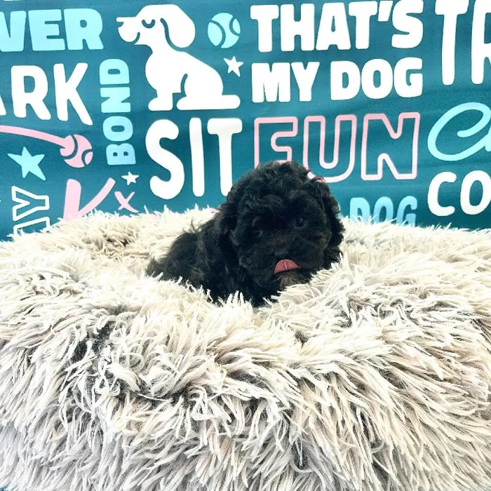 Male Shipoo Puppy for Sale in Charlotte, NC