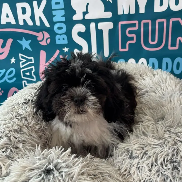 Male Shih Tzu Puppy for Sale in Charlotte, NC
