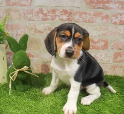 Male Beagle puppy named Hank for sale at Waggles Charlotte.