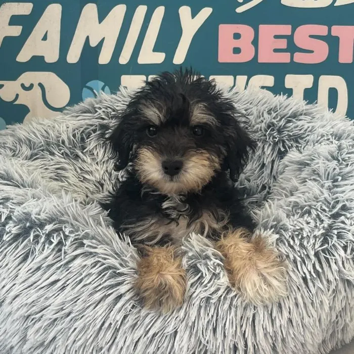 Male Schnoodle puppy named Jake for sale at Waggles Charlotte.