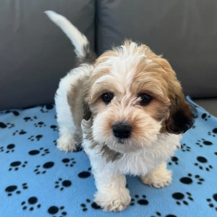 Male Teddy Bear Puppy for Sale in Charlotte, NC