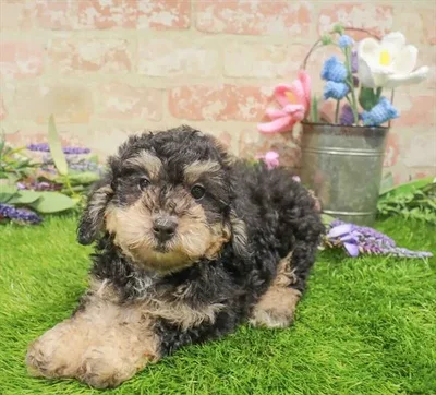 Male Mini Poodle puppy named Forrest for sale at Waggles Charlotte.