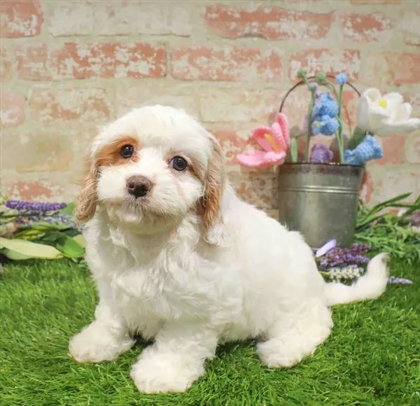 Female Cavapoo puppy named Strawberry for sale at Waggles Charlotte.