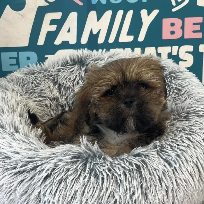 Male Lhasa Apso puppy named Mango for sale at Waggles Charlotte.