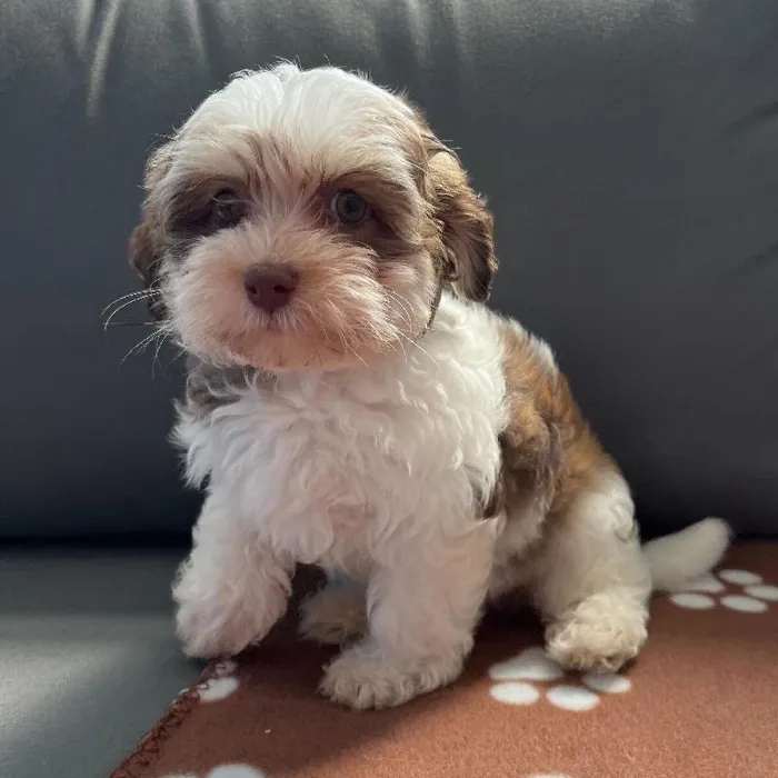 Female Havanese Puppy for Sale in Charlotte, NC