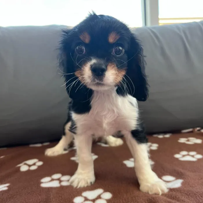 Male Cavalier King Charles Spaniel Puppy for Sale in Charlotte, NC