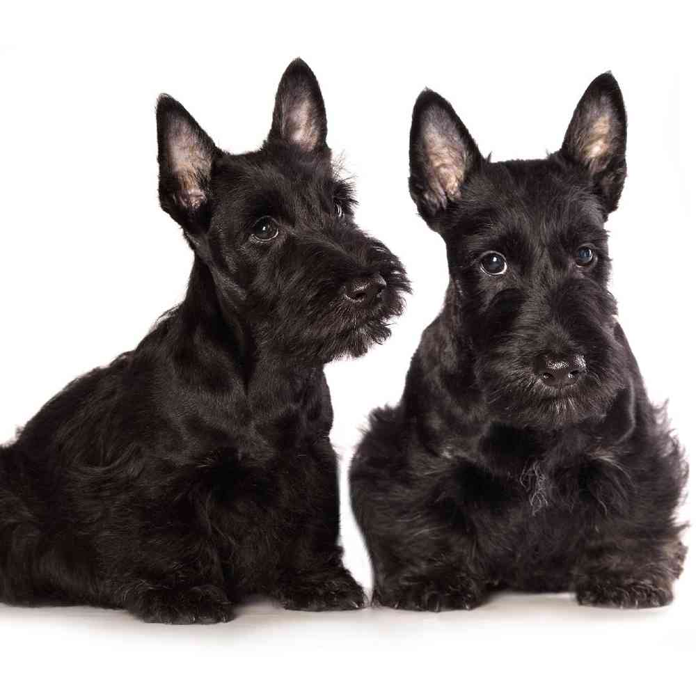 Scottish Terrier Puppies for Sale image