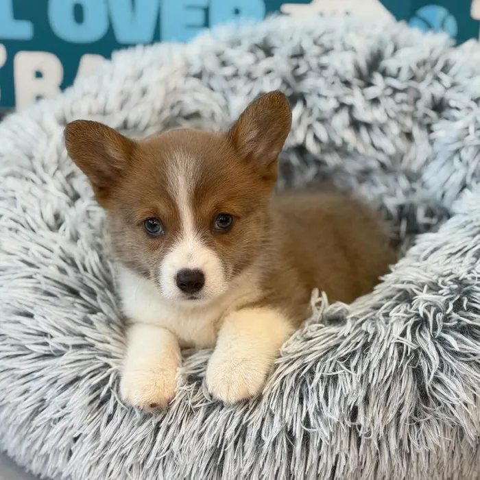 Female American Corgi Puppy for Sale in Charlotte, NC image