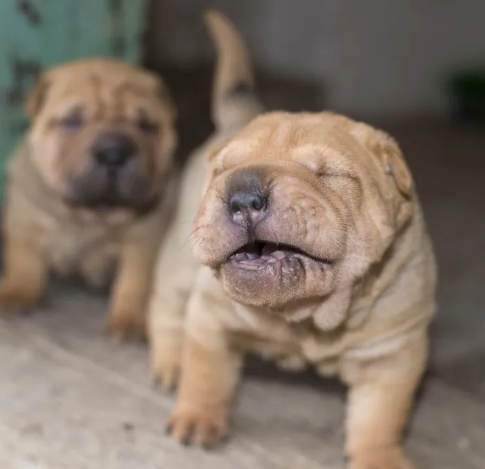 Shar Pei Puppies for Sale image