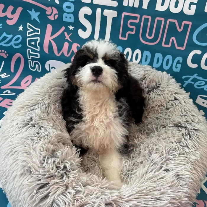 Male Mini Bernedoodle 2nd Gen Puppy for Sale in Charlotte, NC image
