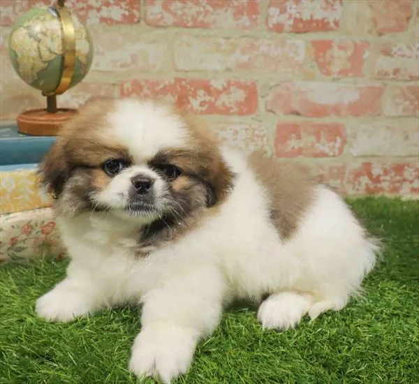Male Pekingese puppy named Herb for sale at Waggles Raleigh.