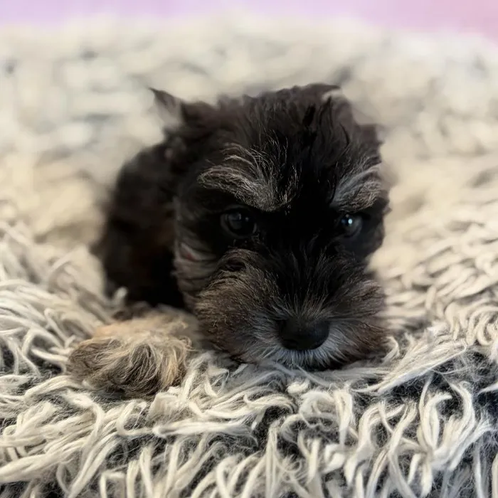 Female Mini Schnauzer puppy named Jersey for sale at Waggles Greensboro.