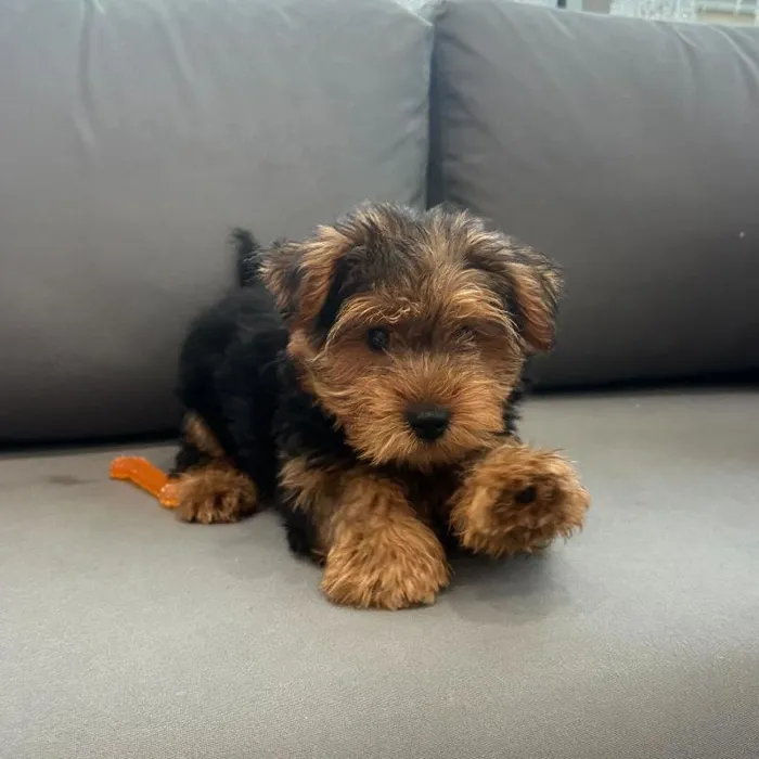 Male Yorkie puppy named Alfie for sale at Waggles Charlotte.