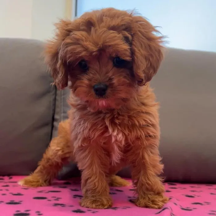 Female Cavapoo puppy named Billie for sale at Waggles Charlotte.