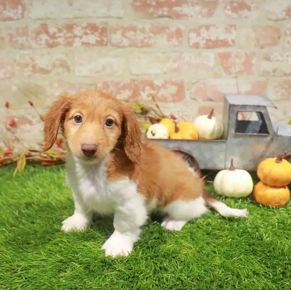 Male Dachshund puppy named Leo for sale at Waggles Charlotte.