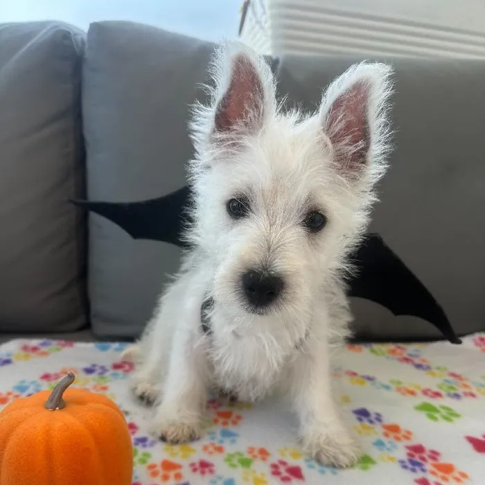 Male West Highland White Terrier puppy named Sherman for sale at Waggles Charlotte.