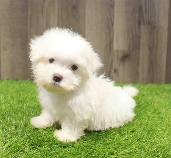 Male Maltese puppy named Nigel for sale at Waggles Charlotte.
