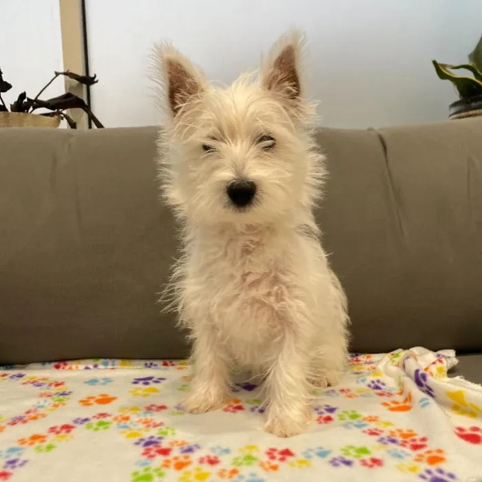 Female West Highland White Terrier puppy named Eliza for sale at Waggles Charlotte.