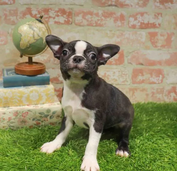Female Boston Terrier puppy for sale at Waggles Greensboro.