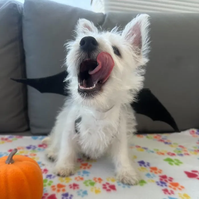 Male West Highland White Terrier puppy named Sherman for sale at Waggles Charlotte.