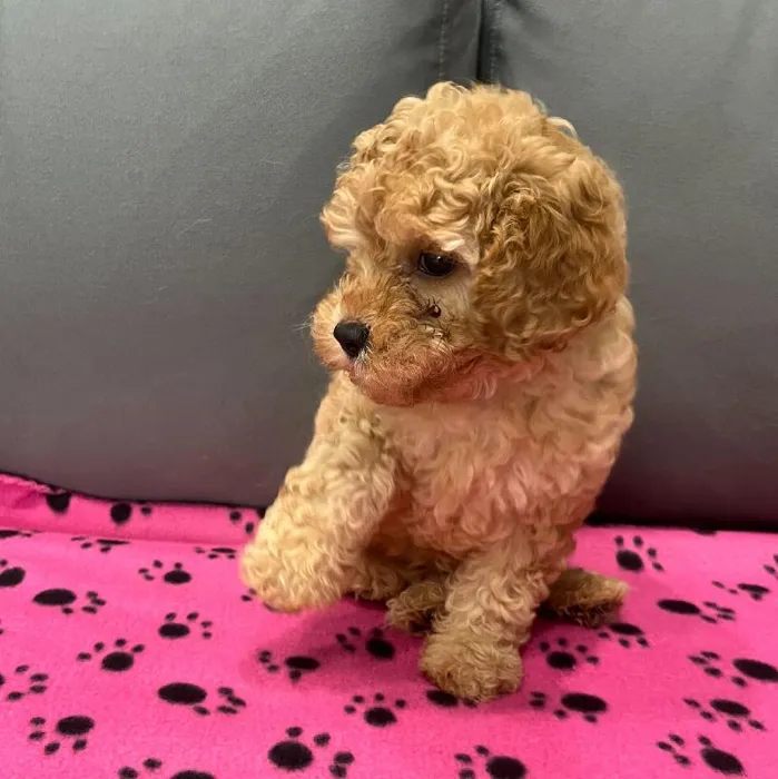 Female Cavapoo puppy named Clara for sale at Waggles Charlotte.