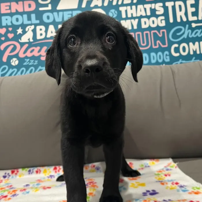 Female Labrador Retriever puppy named Miranda for sale at Waggles Charlotte.