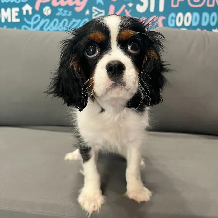 Male Cavalier King Charles Spaniel puppy named Antonio for sale at Waggles Charlotte.