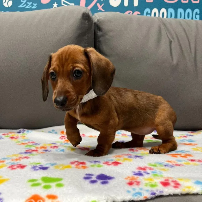 Female Dachshund puppy named Arizona for sale at Waggles Charlotte.