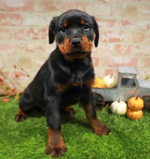 Female Rottweiler puppy named Millie for sale at Waggles Charlotte.