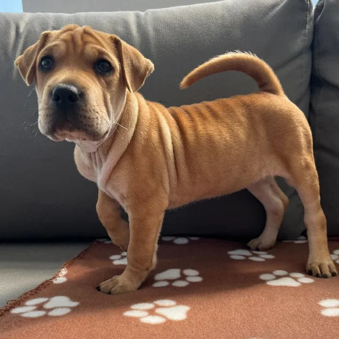 Female Mini Walrus puppy named Penny for sale at Waggles Charlotte.