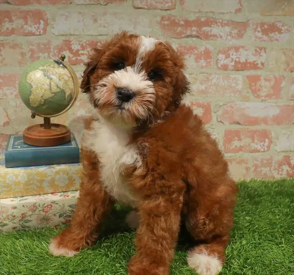Male Whoodle puppy named Barnaby for sale at Waggles Raleigh.