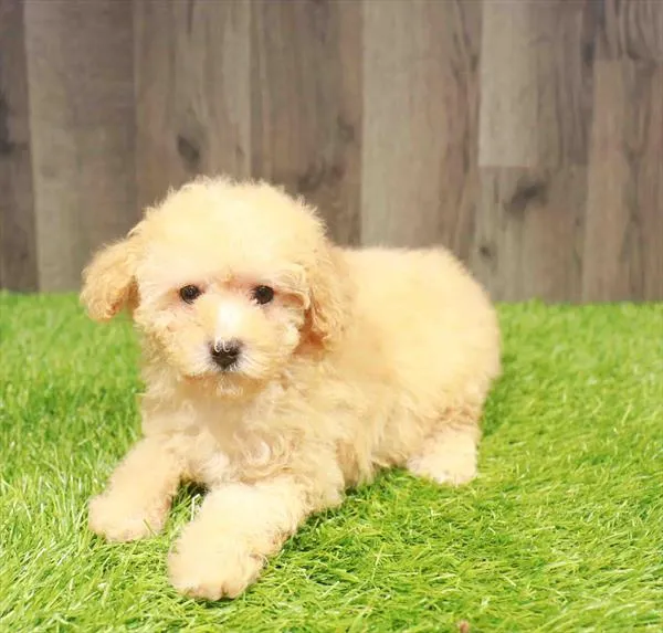 Female Poodle puppy named Barbie for sale at Waggles Charlotte.