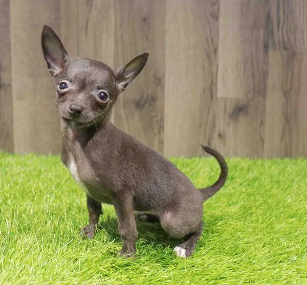 Female Chihuahua puppy named Sage for sale at Waggles Charlotte.