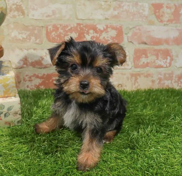 Female Yorkie puppy named Jane for sale at Waggles Greensboro.