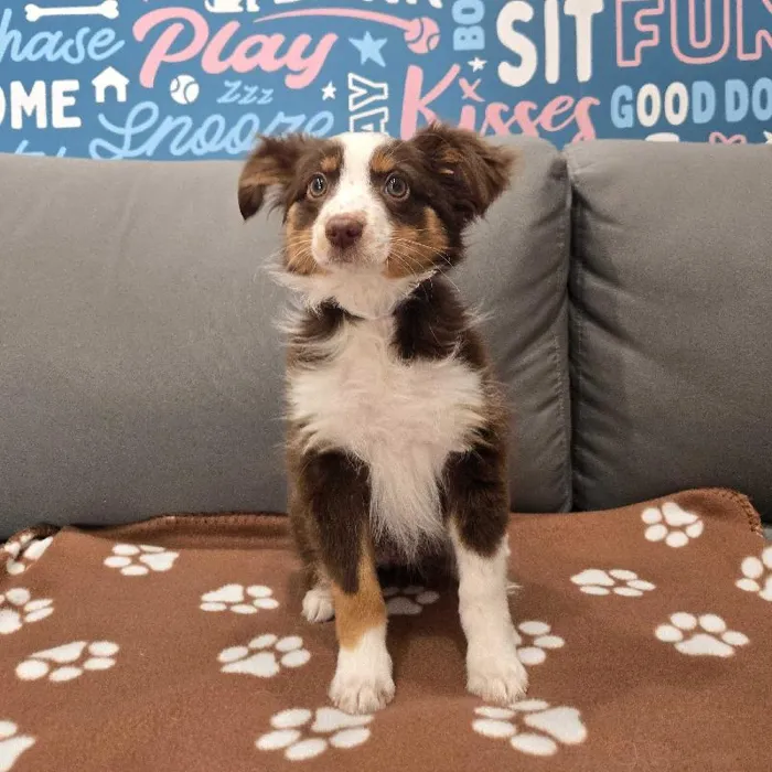 Female Mini Aussie puppy named Roan for sale at Waggles Charlotte.