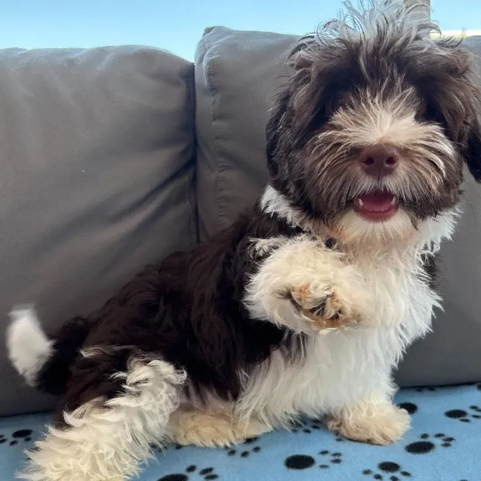 Male Havanese puppy named Scooter for sale at Waggles Charlotte.