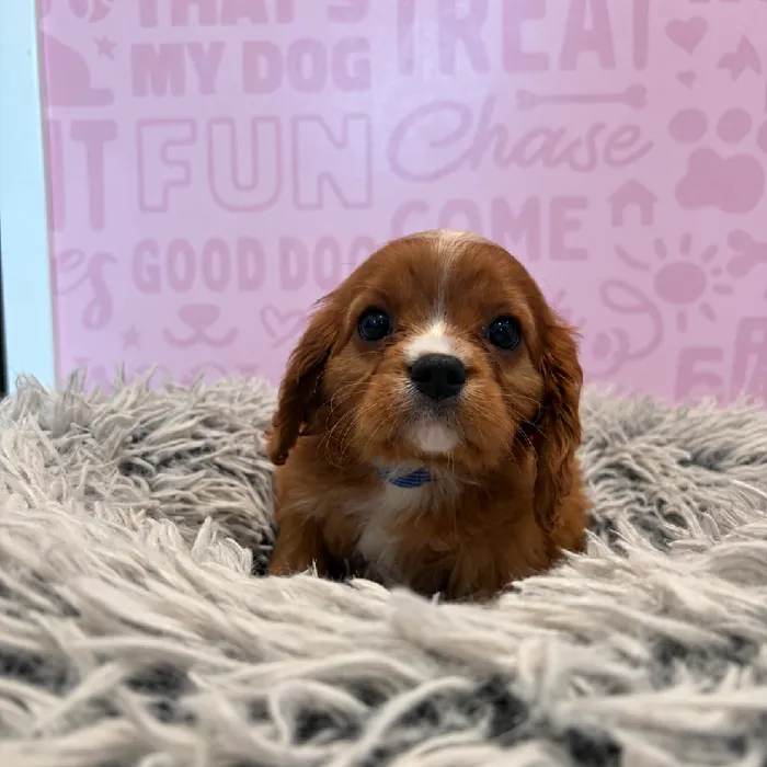Male Cavalier King Charles Spaniel puppy named Rusty for sale at Waggles Greensboro.