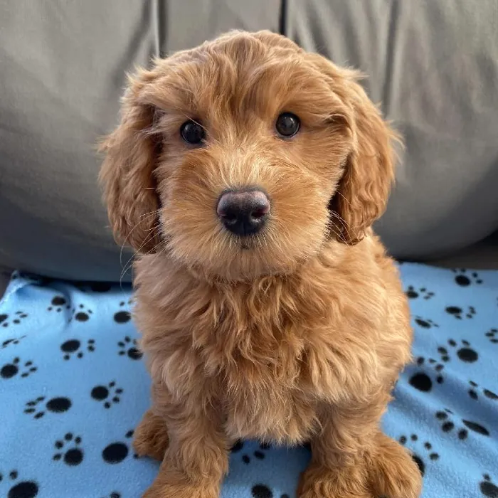 Female Mini Goldendoodle 2Nd Gen puppy named Dorothy for sale at Waggles Charlotte.