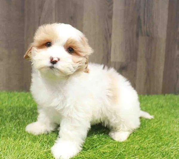 Female Shipoo puppy named Mina for sale at Waggles Charlotte.