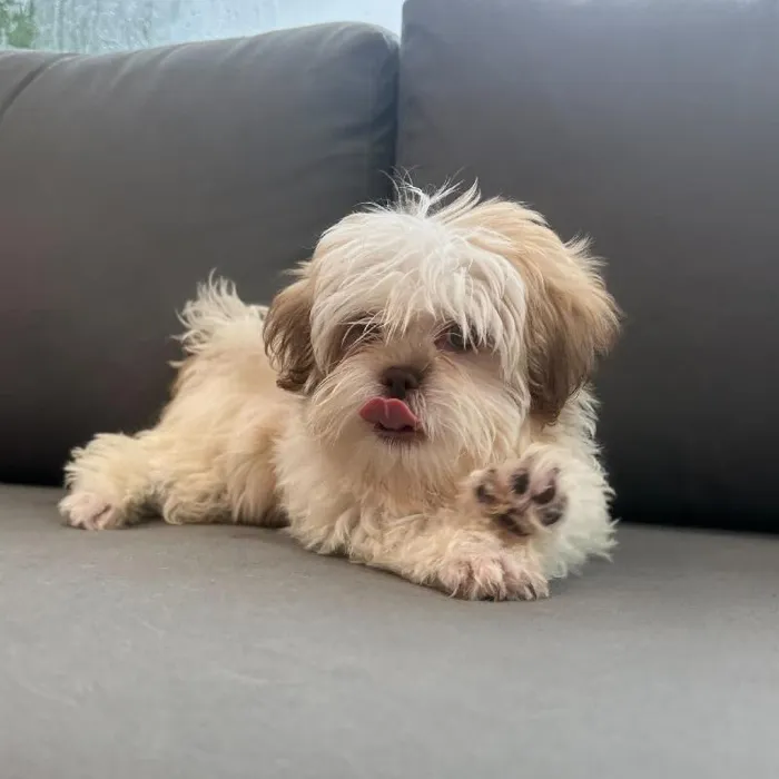 Male Malshi puppy named James for sale at Waggles Charlotte.