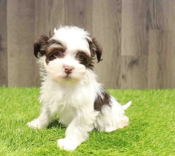 Female Havanese puppy named Margarita for sale at Waggles Greensboro.