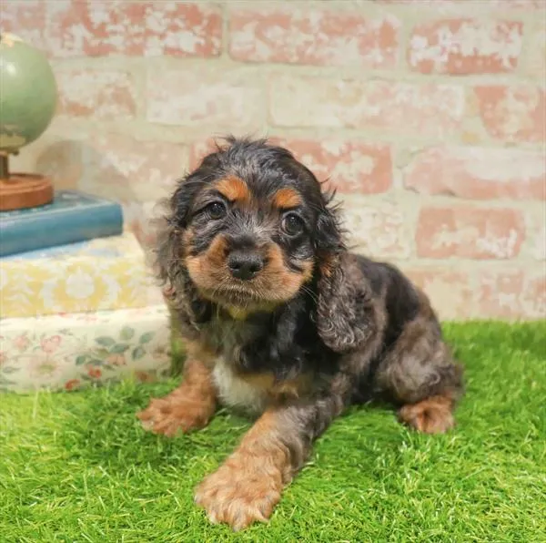 Female Cocker Spaniel puppy named Vickie for sale at Waggles Charlotte.