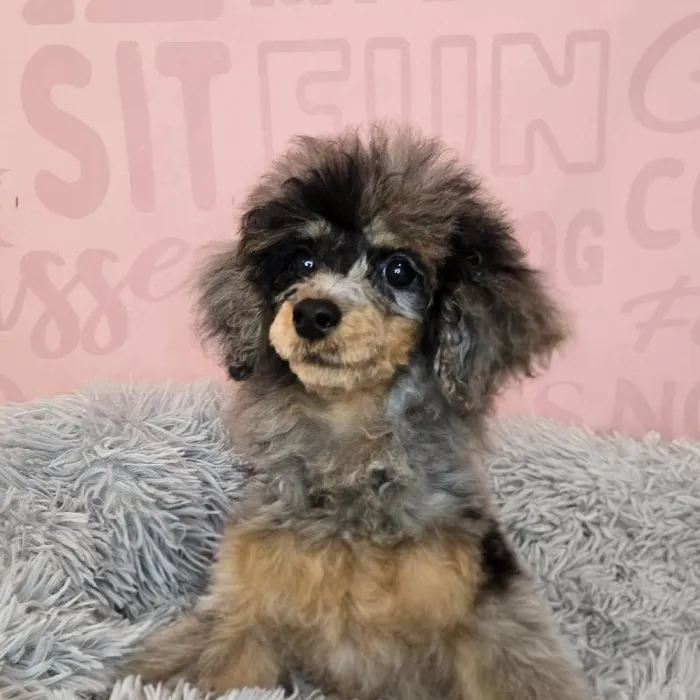 Female Poodle puppy named Chanel for sale at Waggles Raleigh.