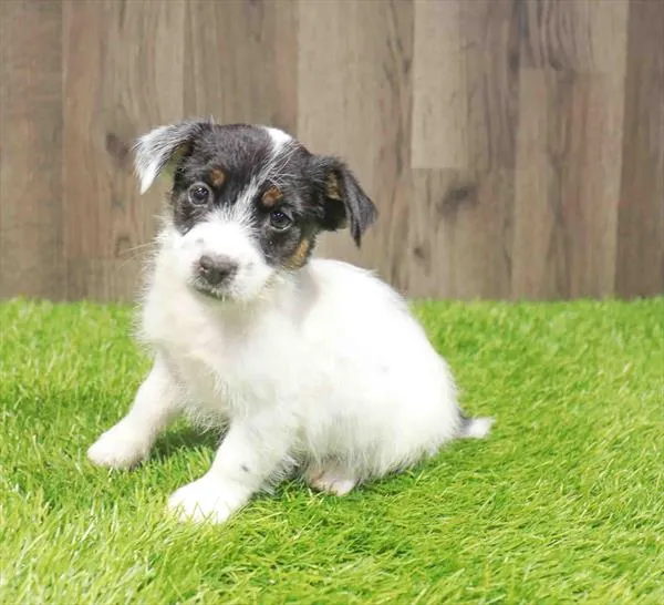 Male Jack Russell Terrier puppy named Nikola for sale at Waggles Charlotte.