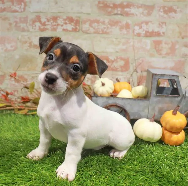 Male Jack Russell Terrier puppy named Addams for sale at Waggles Raleigh.