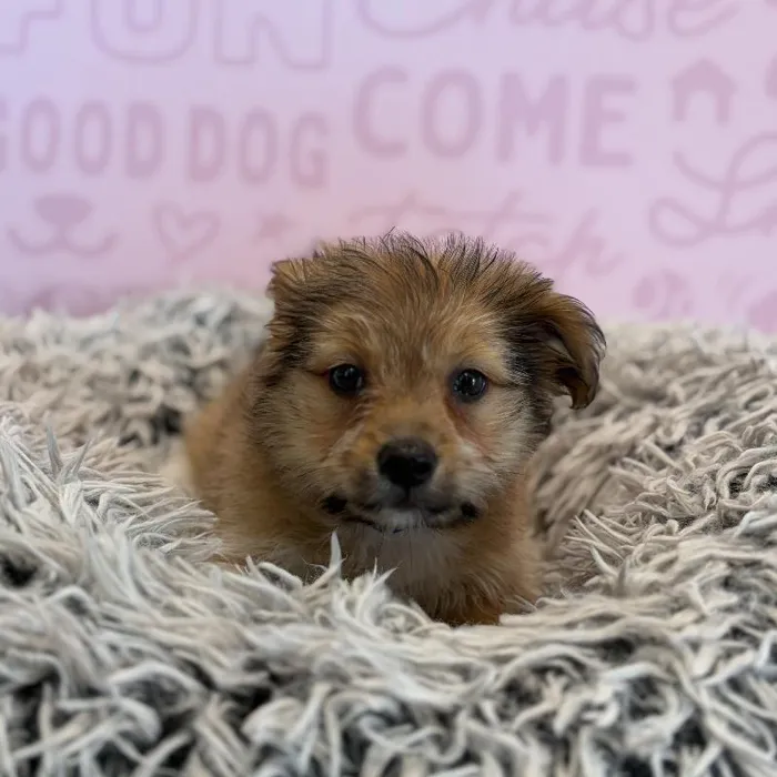 Male Havapom puppy named Cricket for sale at Waggles Greensboro.